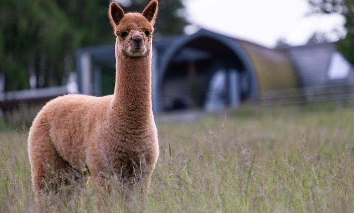 Alpacas Rest, Wales